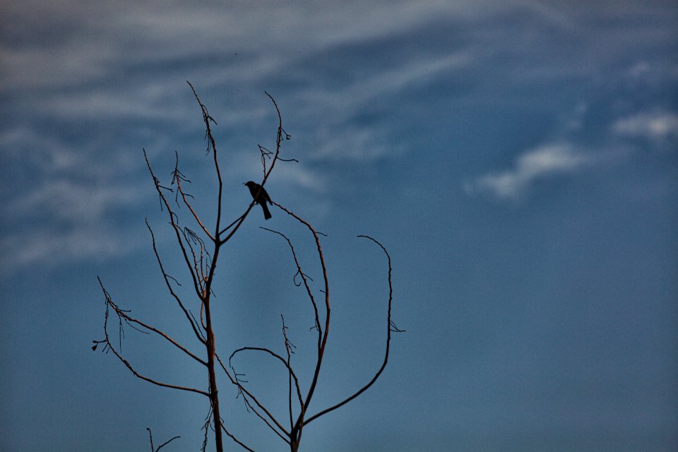 Tricolored Blackbird