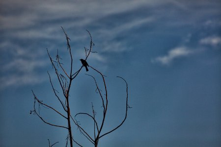 Tricolored Blackbird photo