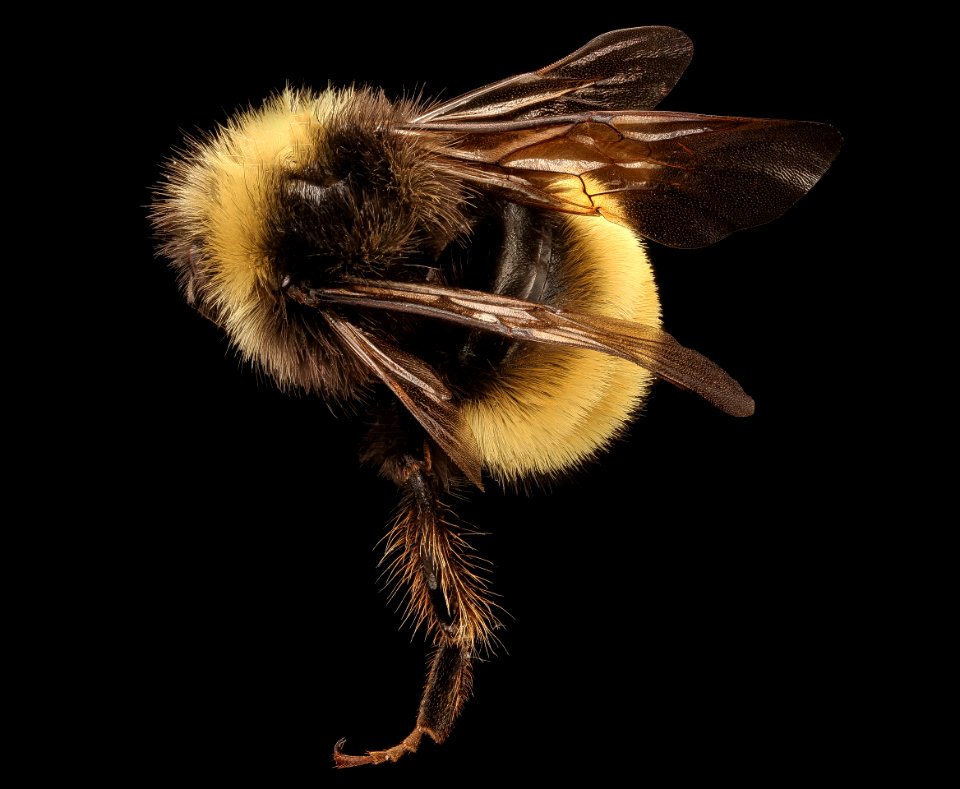 Bombus terricola, m, back, Centre Co., PA 2017-06-17-13.53