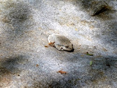California treefrog