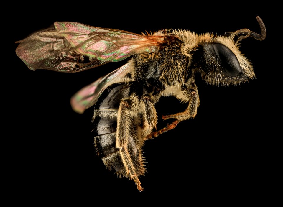 Lasioglossum zonulum, M, Side, PA, Lackawanna County 2013-08-09-13.33.58 ZS PMax