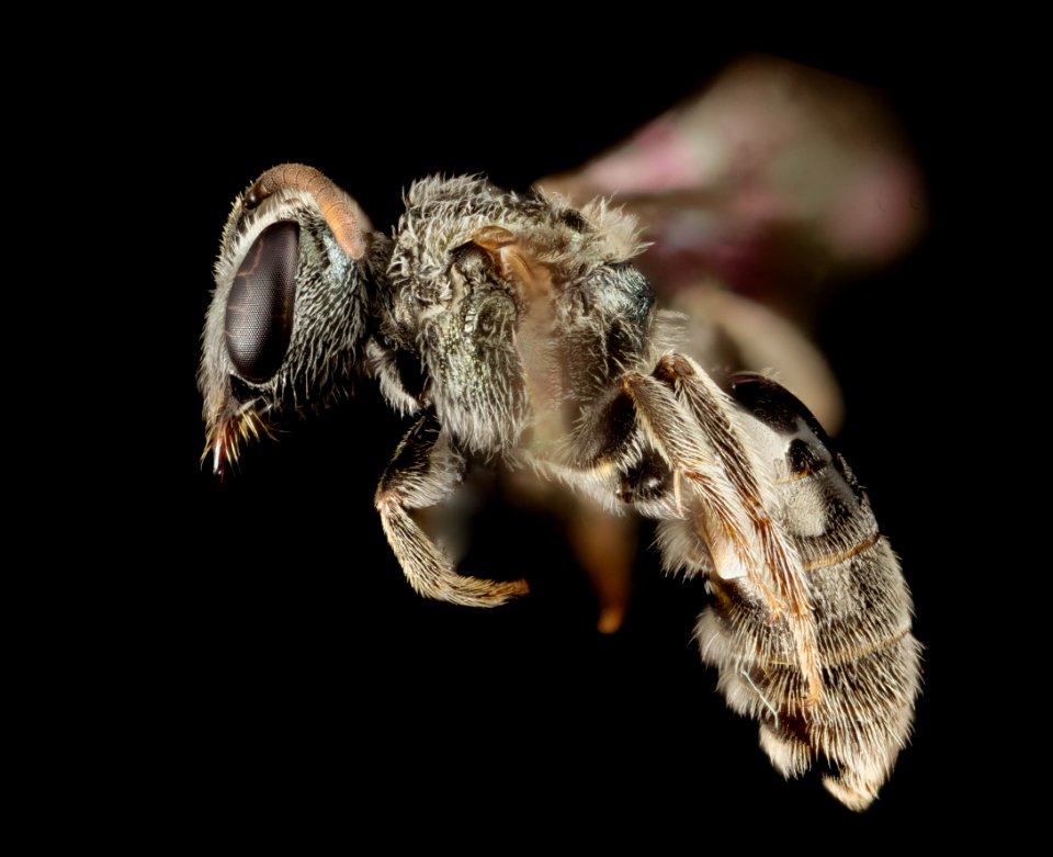 Lasioglossum simplex, F, side, raleigh, nc 2015-03-06-16.44.45 ZS PMax