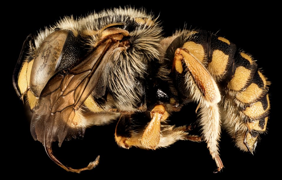 Anthidium loti, M, Side, Greece, Aegean Islands, Lesvos, Mytilene 2015-03-04-11.04.41 ZS PMax