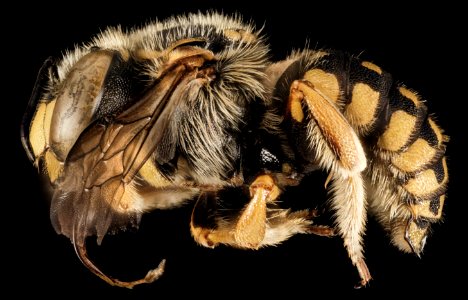 Anthidium loti, M, Side, Greece, Aegean Islands, Lesvos, Mytilene 2015-03-04-11.04.41 ZS PMax photo