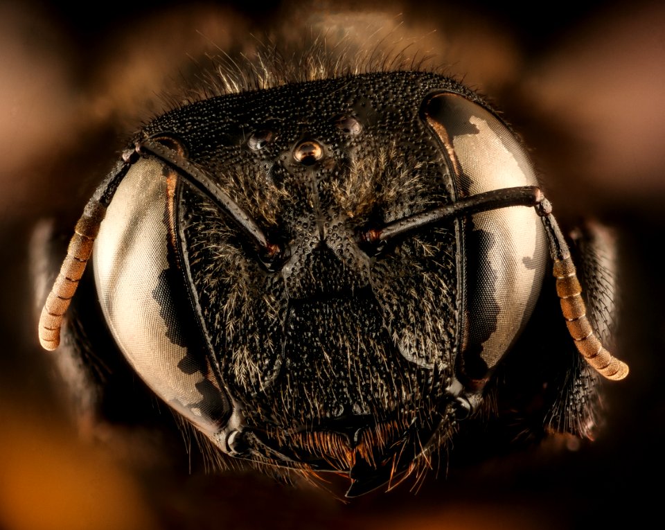 Xylocopa lugubris, f, face, Krugar National Park, South Africa Mpumalanga 2018-07-17-22.19