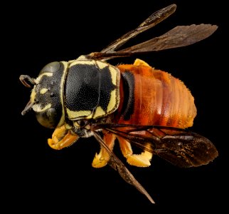 bee19992 anthid red, m, kenya, angle 2014-08-09-14.36.59 ZS PMax photo