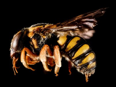 Stelis australis, M, Side, GA, Baker County 2015-02-05-13.48.25 ZS PMax photo