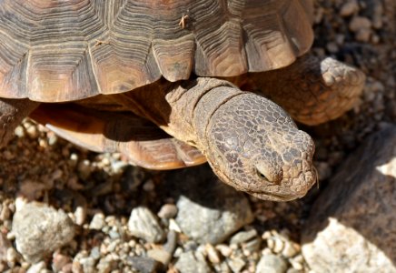 Juvenile desert tortoise at 29 Palms Marine Corps Base photo