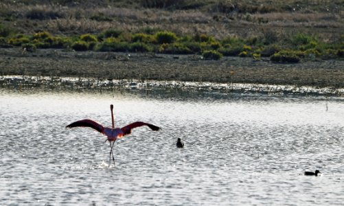 Flamingo landing