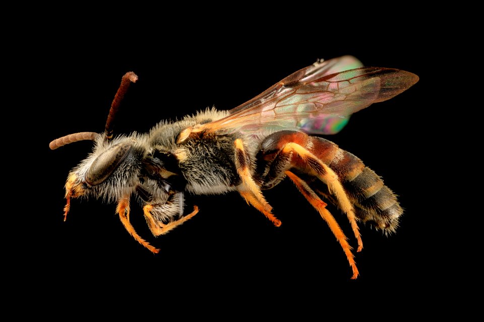 Lasioglossum albipes, M, side, france 2014-06-04-10.12
