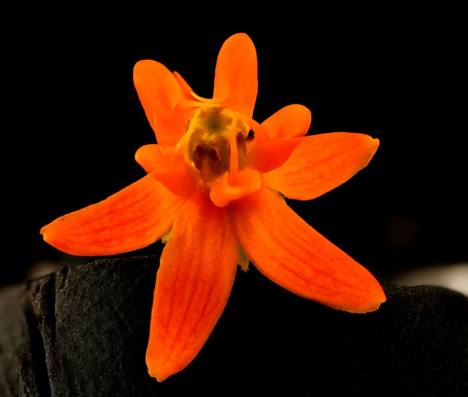 Asclepias tuberosa 3, butterfly-weed or Pleurisy root, Howard County, MD, Helen Lowe Metzman 2017-06-20-13.34