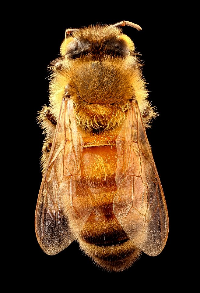Apis mellifera, light body, back, beltsville, md 2017-05-26-15.12