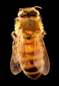 Apis mellifera, light body, back, beltsville, md 2017-05-26-15.12