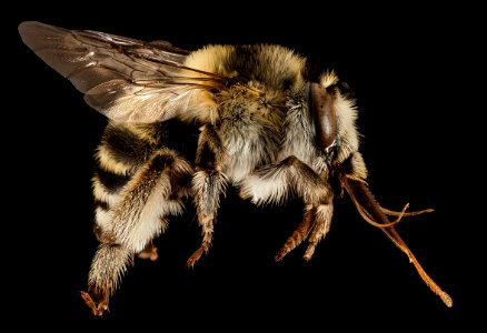 Anthophora dalmatica, F, Side, Greece, Aegean Islands 2014-12-09-17.33.49 ZS PMax