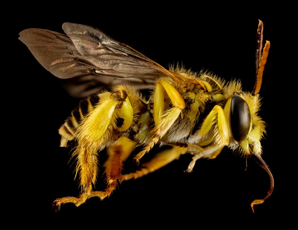 Caenonomada unicalcarata, m, paraguay, side 2014-08-07-20.51.07 ZS PMax