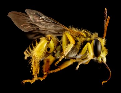 Caenonomada unicalcarata, m, paraguay, side 2014-08-07-20.51.07 ZS PMax