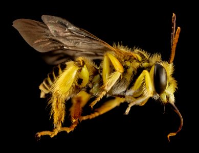 Caenonomada unicalcarata, m, paraguay, side 2014-08-07-20.51.07 ZS PMax photo