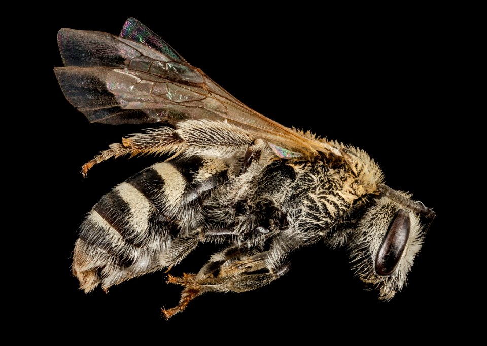 Lasioglossum sisymbrii, F, Side , UT, Garfield County 2014-08-22-15.09
