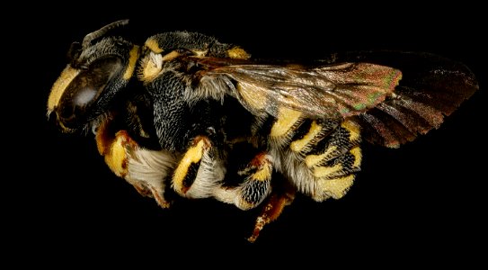 Anthidiellum notatum gilense, m, side, Cochise Co. AZ 2016-03-15-21.53