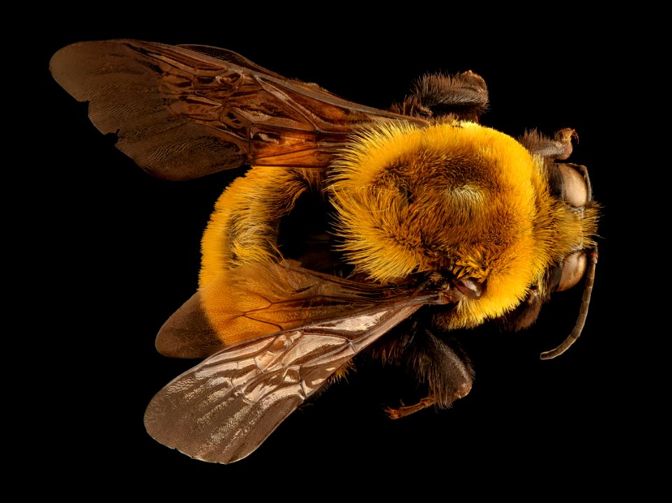 Bombus morrisoni, f, back, Pennington Co., SD 2018-06-19-14.27
