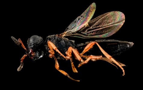 Nonbee 3, U, side, Cecil Co., Maryland 2014-01-16-16.30.02 ZS PMax photo