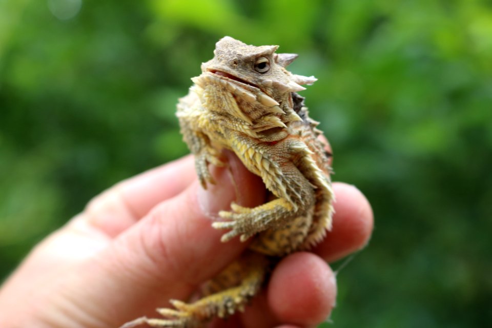California Horned Lizard