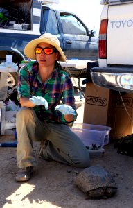 Desert tortoise translocation processing center photo