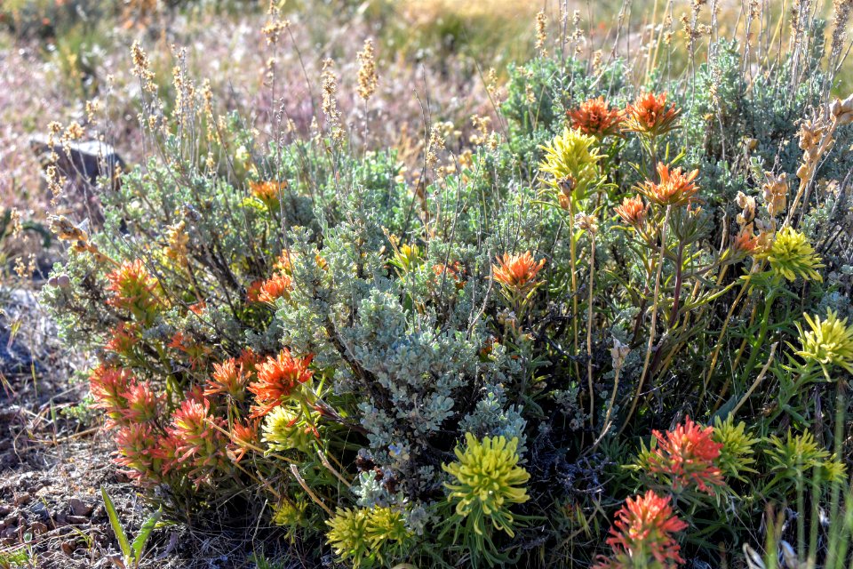 Indian paintbrush in bloom near Reno, Nevada