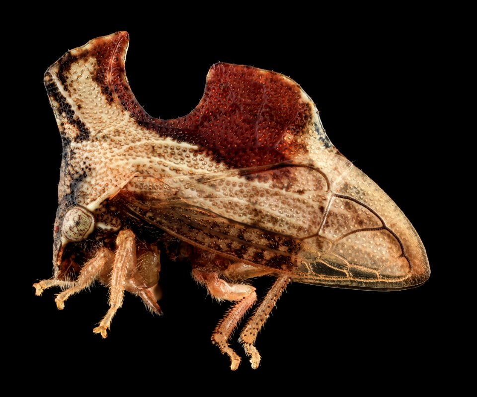 Entylia carinata, side, upper marlboro, md 2013-10-18-12.49.04 ZS PMax