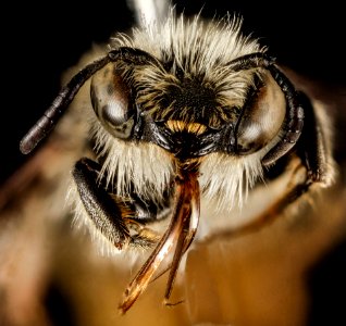 Osmia rufohirta, M, Face, Greece, Aegean Islands, Lesvos, Mytilene 2015-02-12-13.29.26 ZS PMax
