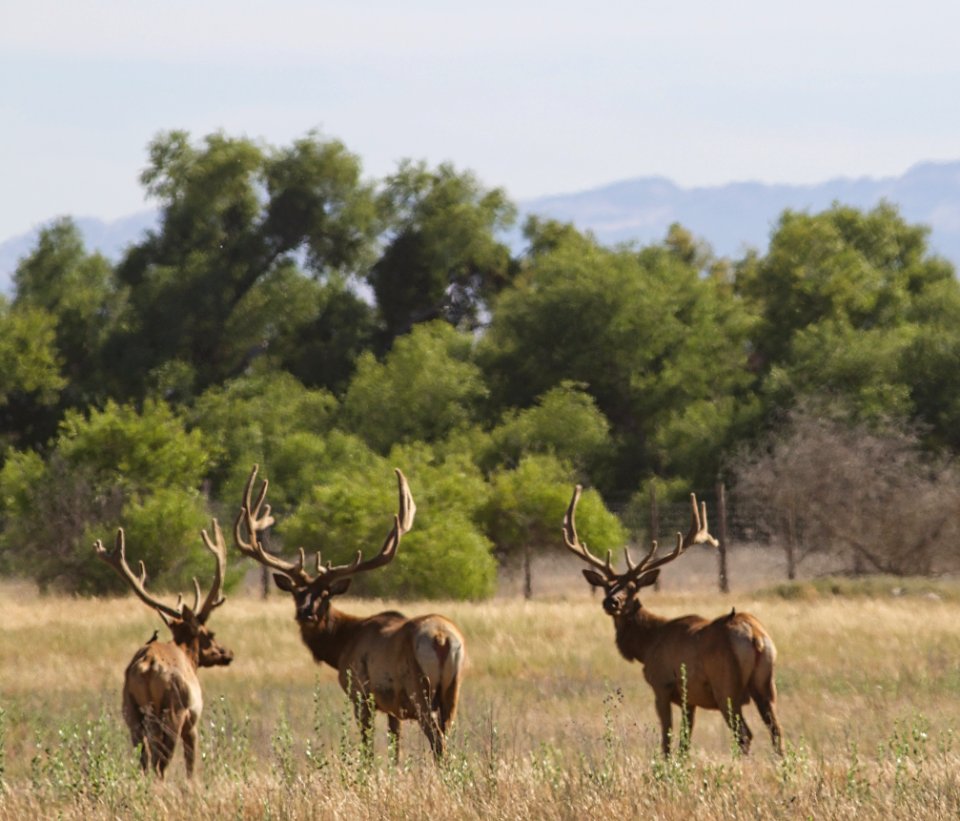 Tule Elk