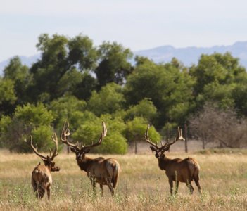 Tule Elk
