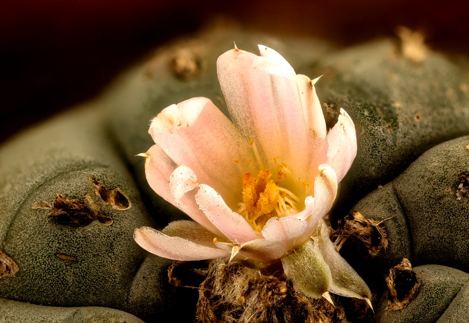Lophophora williamsii, native to SW Texas and Mexico 2017-07-25-14.28
