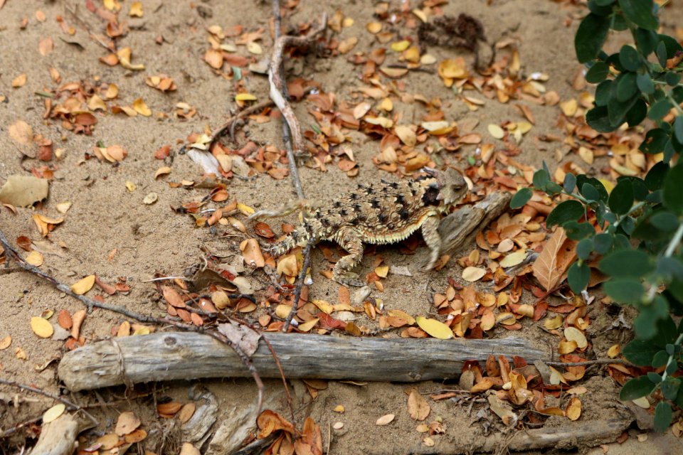 Horned Lizard Take Off