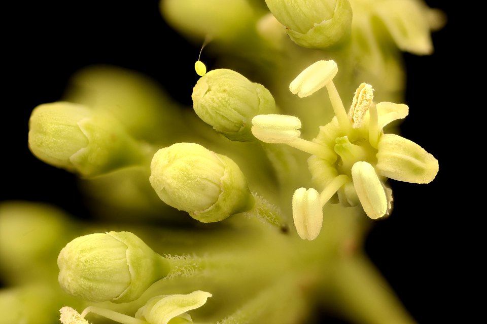 Aralia spinosa, flower close-up, Devil's Walking Stick, Howard County, Md, Helen Lowe Metzman 2017-08-09-16.24