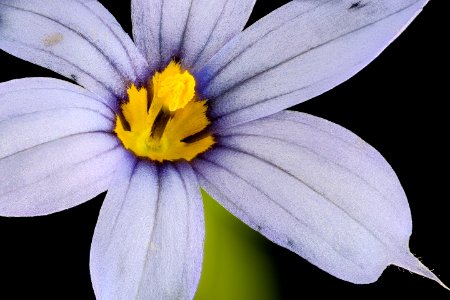 Sisyrinchium angustifolium 2 close up flower, Narrow-leaf-blue-eyed-grass, Howard County, MD, Helen Lowe Metzman 2017-07-25-21.06