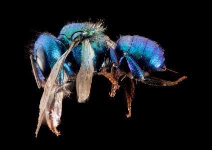 Osmia bruneri, f, Wy, lincoln co, side 2015-11-20-21.01