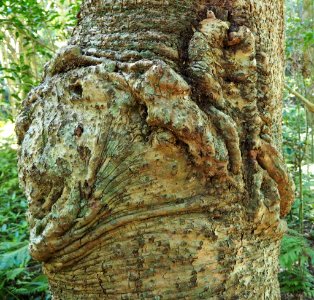 BUNYA PINE TREE photo