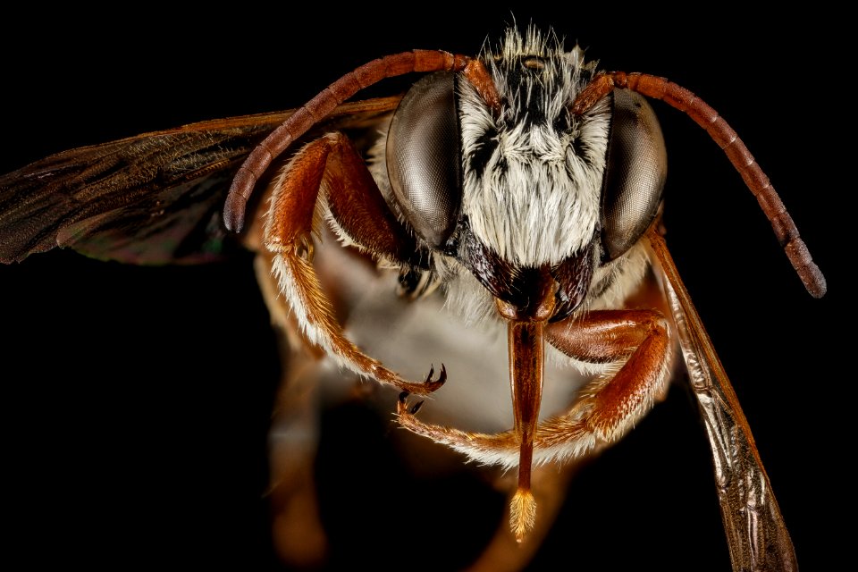 Megachile farinosa, M, Face, Greece, Aegean Islands, Lesvos, Mytilene 2015-03-06-15.49.54 ZS PMax