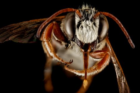 Megachile farinosa, M, Face, Greece, Aegean Islands, Lesvos, Mytilene 2015-03-06-15.49.54 ZS PMax photo