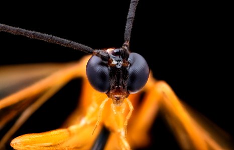 Parasite wasp, face 2020-08-17-18.41.34 ZS PMax UDR photo
