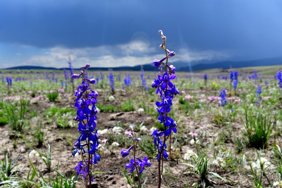 Native larkspurs (Delphinium sp.) naturally regenerated on the Martin Fire Year 1
