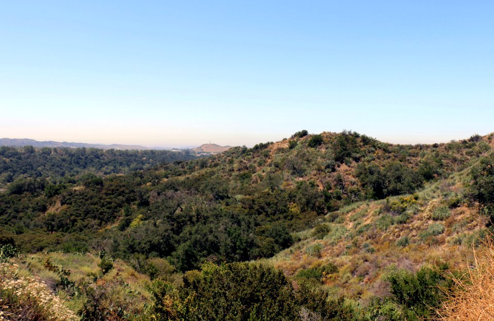 Cactus sage scrub near O'Neill Regional Park, OC