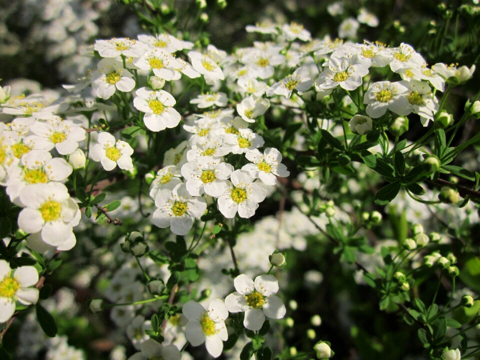 Spring flora botany