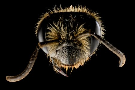 Andrena rugosa, f, face, upper marlboro, md 2014-04-21-18.28.18 ZS PMax photo