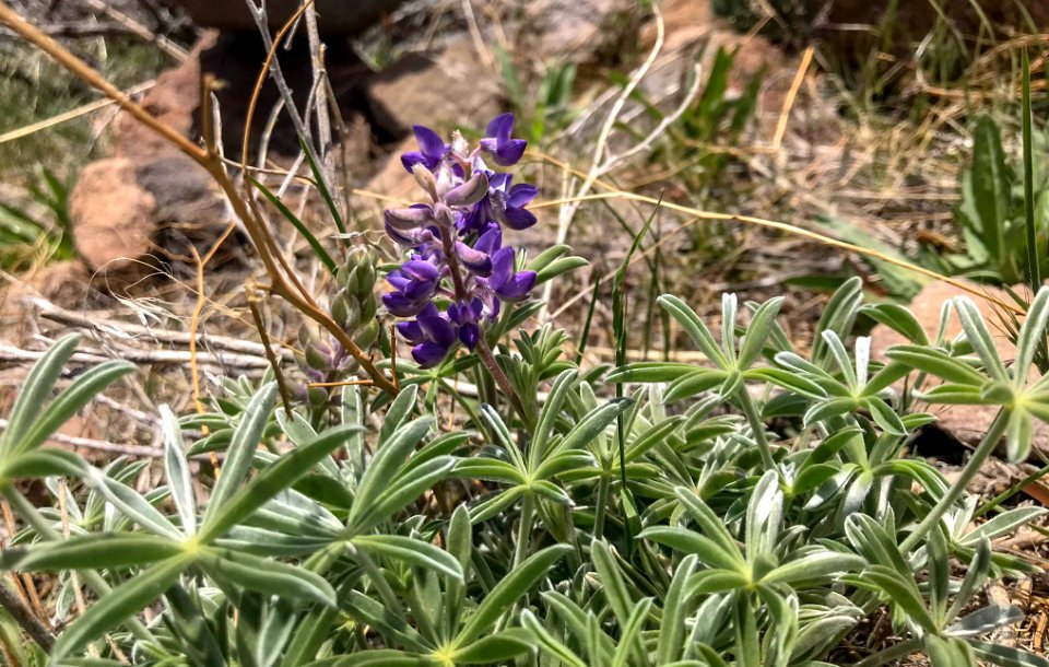 Lupine on hiking trail in Nevada