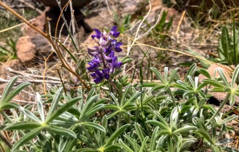 Lupine on hiking trail in Nevada