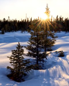 Sun star through the trees.