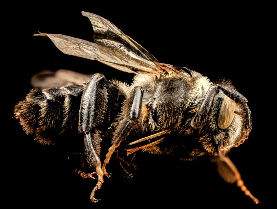 Lithurgus scabrosus, f, side, maui, hi 2014-05-01-17.56.38 ZS PMax