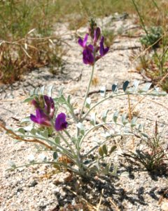 Federally endangered Coachella Valley milk-vetch flower